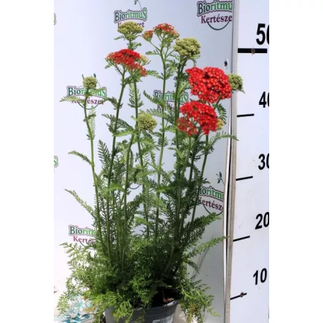 Piros virágú közönséges cickafark Achillea millefolium Paprika d14