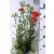 Piros virágú közönséges cickafark Achillea millefolium Paprika d14