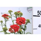 Piros virágú közönséges cickafark Achillea millefolium Paprika d14