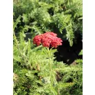 Piros virágú közönséges cickafark Achillea millefolium Paprika d14