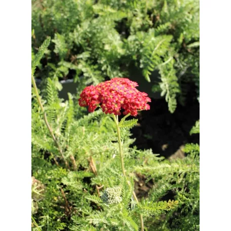 Piros virágú közönséges cickafark Achillea millefolium Paprika d14