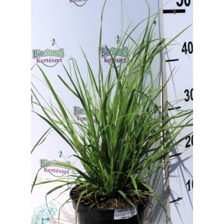 Fehér virágú pampafű Cortaderia selloana White Feather K2L
