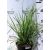 Fehér virágú pampafű Cortaderia selloana White Feather K2L