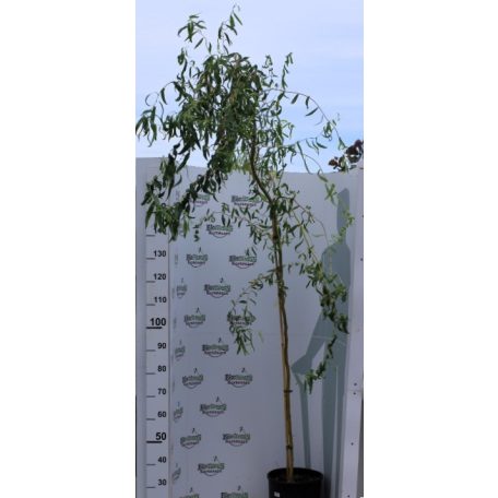 Csavartágú fűz Salix erythroflexuosa