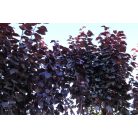 Vérszilva Prunus woodii t. a.