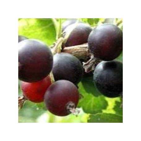 Rikő bokor magastörzsű 2lK