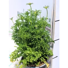 Galambszínű ördögszem Scabiosa columbaria Barocca cs14