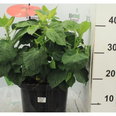 Mocsári mályva Hibiscus moscheutos