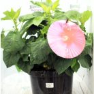 Mocsári mályva Hibiscus moscheutos