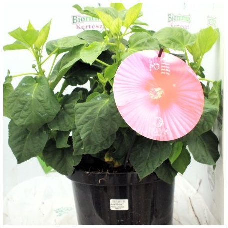 Mocsári mályva Hibiscus moscheutos