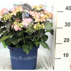   Kerti hortenzia Hydrangea macr. 'Royalty Collection'
