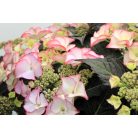 Kerti hortenzia Hydrangea macr. 'Royalty Collection'