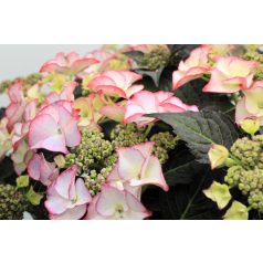   Kerti hortenzia Hydrangea macr. 'Royalty Collection'