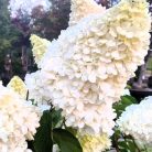 Bugás hortenzia Hydrangea pan. 'Vanille-Fraise' C3