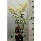 Bugás hortenzia Hydrangea pan. 'Vanille-Fraise' C3