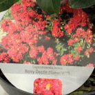Kínai selyemmirtusz Lagerstroemia Berry Dazzle