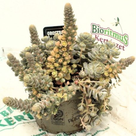 Mongol kőrózsa / pagoda virág, Orostachys i. 'Chinese Hat'