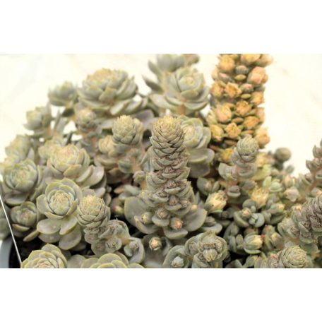 Mongol kőrózsa / pagoda virág, Orostachys i. 'Chinese Hat'