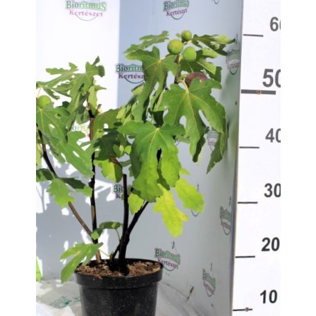 Füge Ficus carica K3