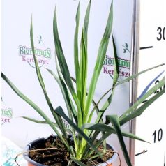   Kerti pálmaliliom (Foszlóslevelű pálmaliliom) Yucca filamentosa K2L