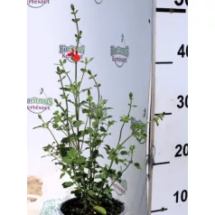 Ligeti zsálya Salvia microphylla Hot Lips d14