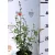 Ligeti zsálya Salvia microphylla Hot Lips d14