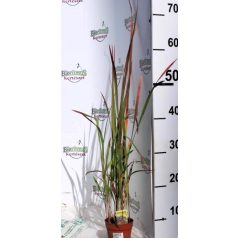   Vörös Alangfű Japán vérfű Imperata cylindrica Red Baron 50/+cm