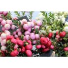 Tűzföldi mirtuszhanga Pernettya mix