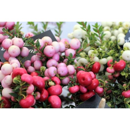 Tűzföldi mirtuszhanga Pernettya mix