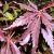 Vöröslevelű japán juhar Acer palmatum Atropurpureum 30-40 cm