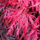 Japán juhar Acer palmatum 'Garnet' 60-80 cm