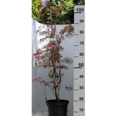 Japán juhar Acer palmatum 'Garnet' 60-80 cm