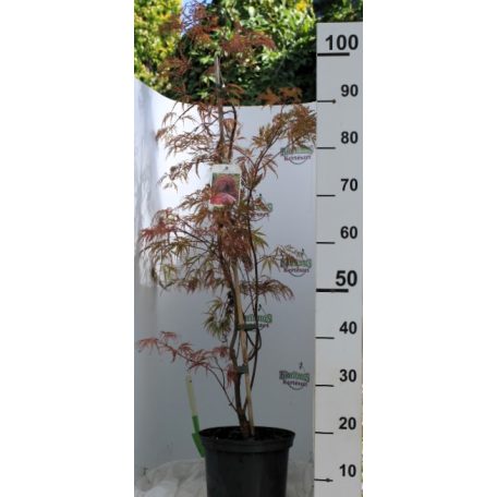 Japán juhar Acer palmatum 'Garnet' 60-80 cm