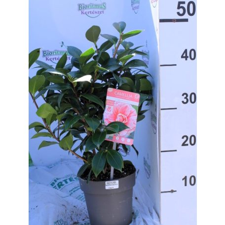 Japán kamélia Camelia Bonomiana 45 cm