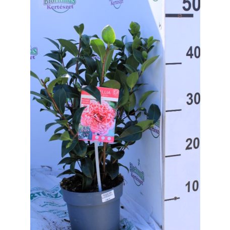 Japán kamélia Camelia Volunteer 45 cm