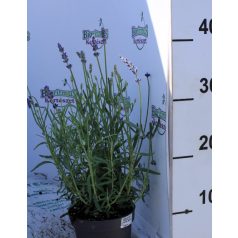 Levendula Lavandula ang. Spear Blue 20 cm