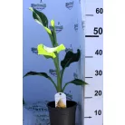 Arany lótuszbanán Musella lasiocarpa 30-35 cm