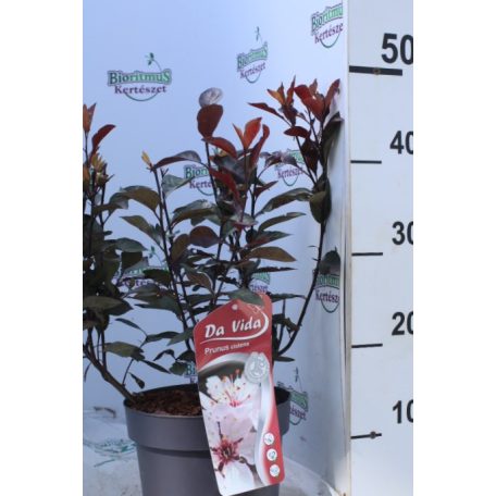 Törpe vérszilva Prunus cistena 30/+ cm