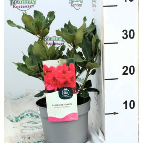 Örökzöld havasszépe sötétpiros Rhododendron Novazembla 30-35 cm