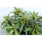 Örökzöld havasszépe Rhododendron Graziella 30-35 cm