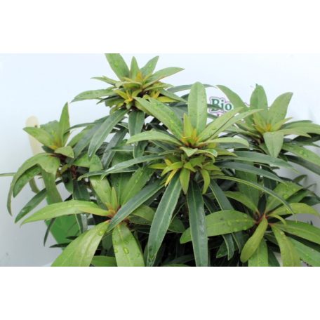 Örökzöld havasszépe Rhododendron Graziella 30-35 cm