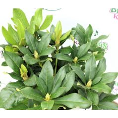   Örökzöld havasszépe fehér Rhododendron Cunningham's White 30-35 cm
