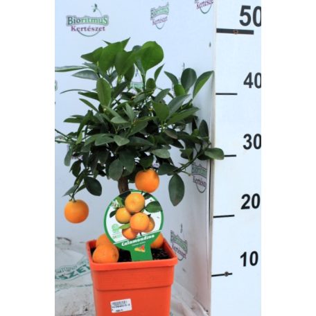 Hibridnarancs Citrus Calamandino 40-45 cm