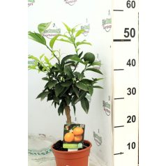 Klementin Citrus Clementino 40-45 cm