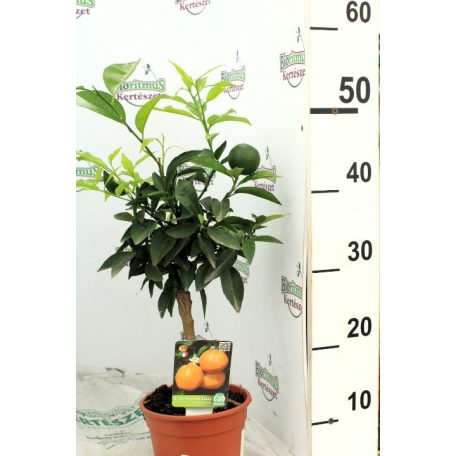 Klementin Citrus Clementino 40-45 cm