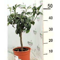 Kumquat fácska Citrus Fortunella Margarita 40-45 cm