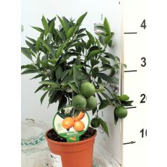   Fortunella margarita Citrus clementina-Kukle Citrus Kucle 40-45 cm