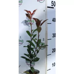 Korallberkenye Photinia x fraseri Carre Rouge 9 cm cserép