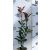 Korallberkenye Photinia x fraseri Carre Rouge 9 cm cserép