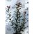 Korallberkenye Photinia x fraseri Carre Rouge P1,5 15 cm cserép